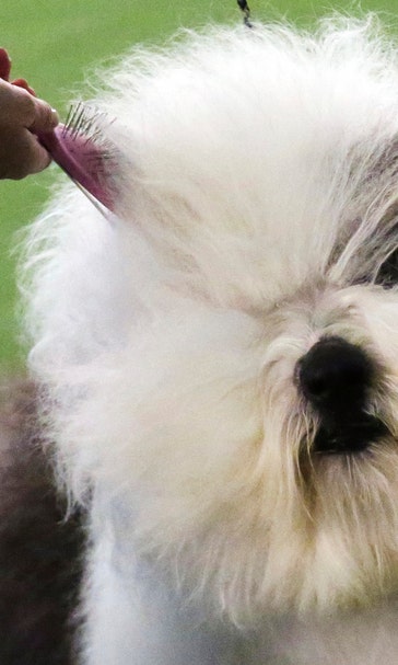 King for a day: Wire fox terrier posts early Westminster win